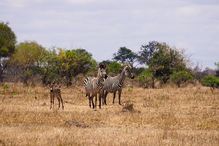 From Zanzibar: Mikumi Safari Day Trip with Flights and Meal