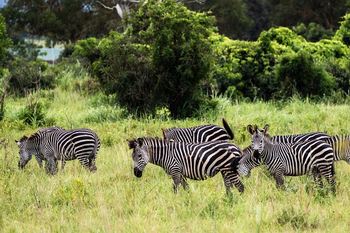 From Zanzibar: Mikumi Safari Day Trip with Flights and Meal