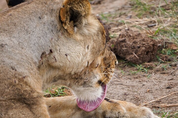 From Zanzibar: Mikumi Safari Day Trip with Flights and Meal