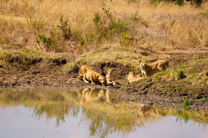 From Zanzibar: Mikumi Safari Day Trip with Flights and Meal