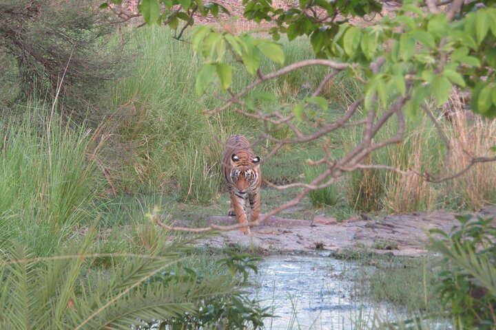 Tiger Safari in Ranthambore National Park