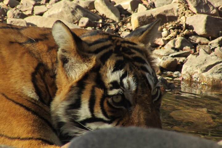 Tiger Safari in Ranthambore National Park