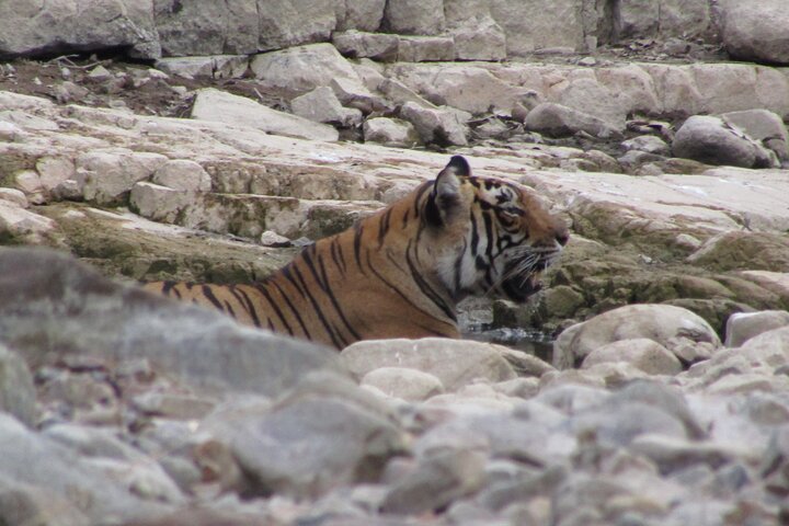 Tiger Safari in Ranthambore National Park