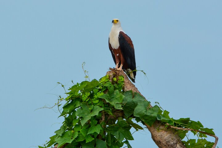 From Zanzibar: Selous Game Reserve Day Safari with Flights