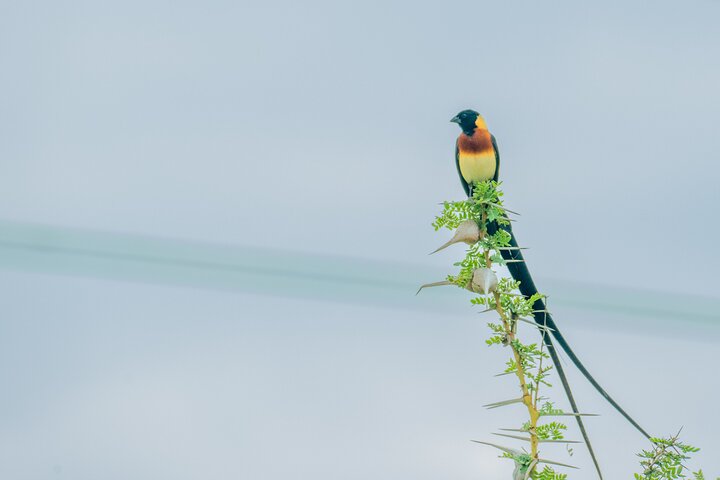 From Zanzibar: Selous Game Reserve Day Safari with Flights