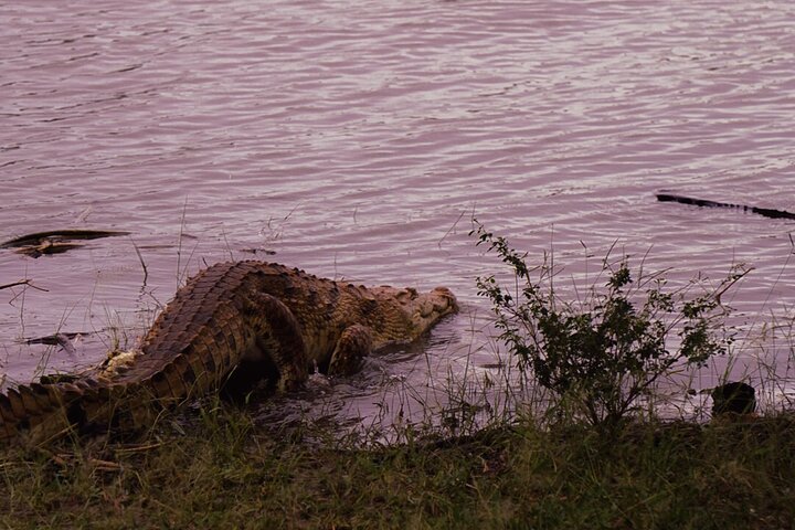 From Zanzibar: Selous Game Reserve Day Safari with Flights