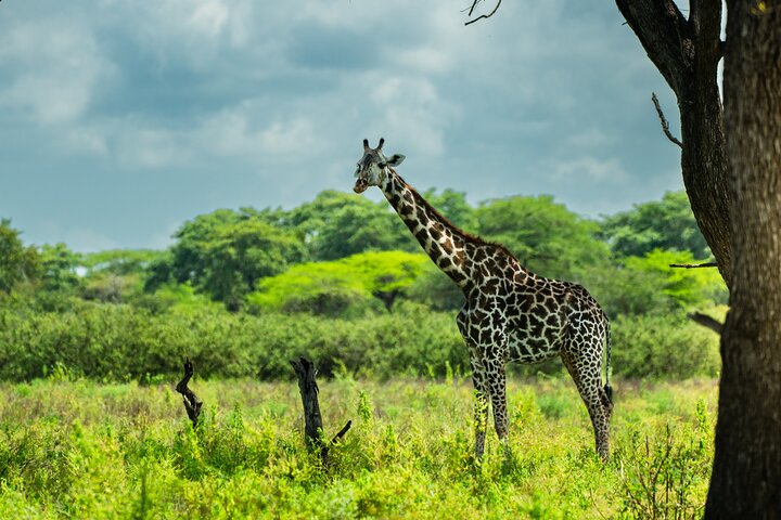 From Zanzibar: Selous Game Reserve Day Safari with Flights