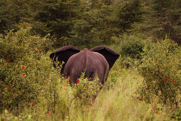 From Zanzibar: Selous Game Reserve Day Safari with Flights