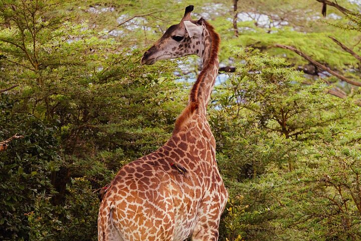 From Zanzibar : Private Full-Day Safari Selous with Flights