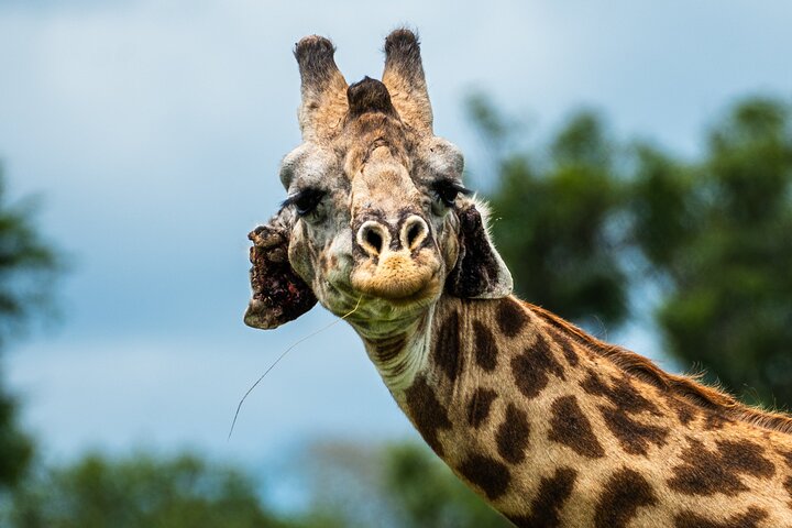 From Zanzibar: Mikumi Safari Day Trip with Flights and Meal