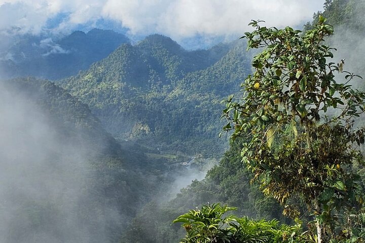 Mindo Cloud Forest Birdwatching & Photography - Private Day Tour