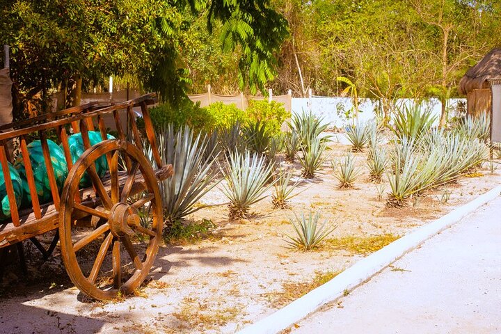 ATV 4×4+Snorkeling+Beach Club+ Lunch+Sabores de Cozumel