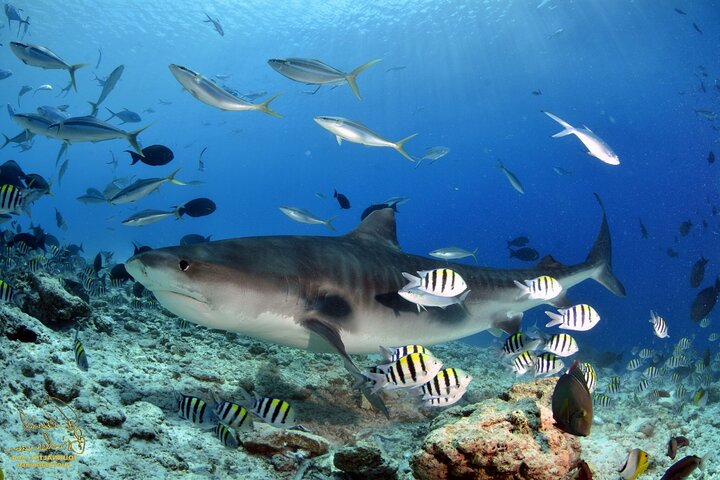 Tiger Shark Diving in Fuvahmulah:8 Days, 7 Nights 15 dives offer