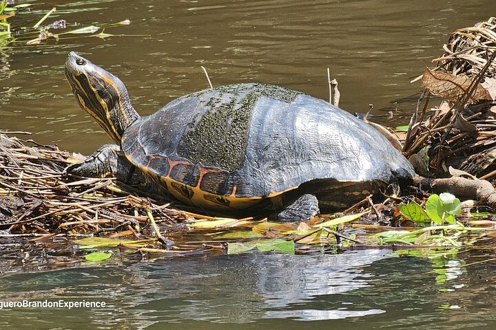 Canoe tour in Tortuguero National Park