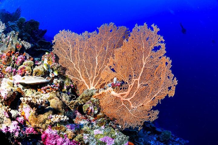 Tiger Shark Diving in Fuvahmulah:8 Days, 7 Nights 15 dives offer