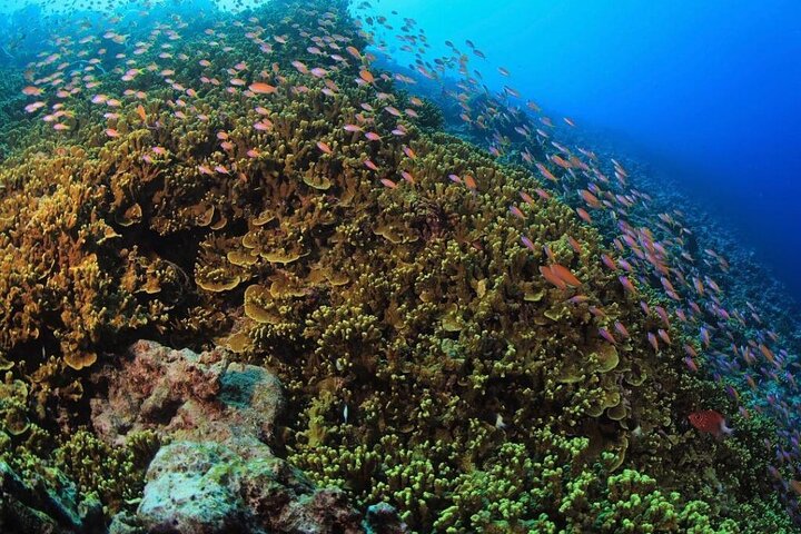 Tiger Shark Diving in Fuvahmulah:8 Days, 7 Nights 15 dives offer