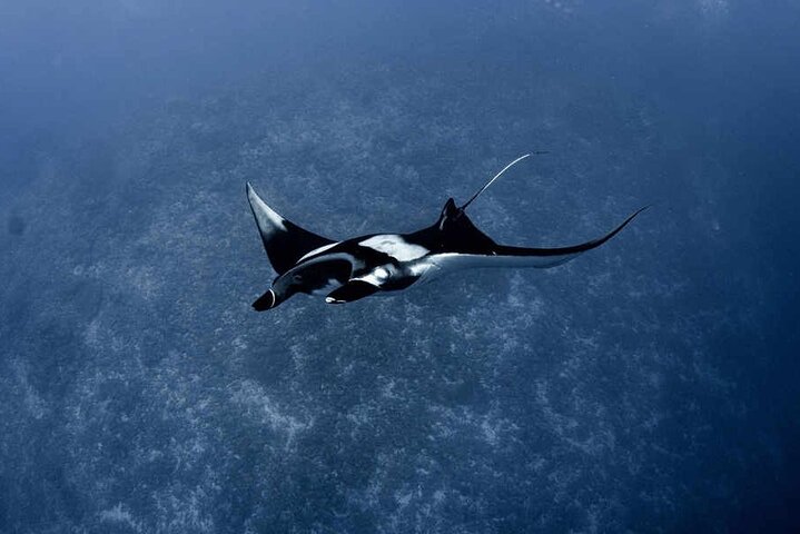 Tiger Shark Diving in Fuvahmulah:8 Days, 7 Nights 15 dives offer