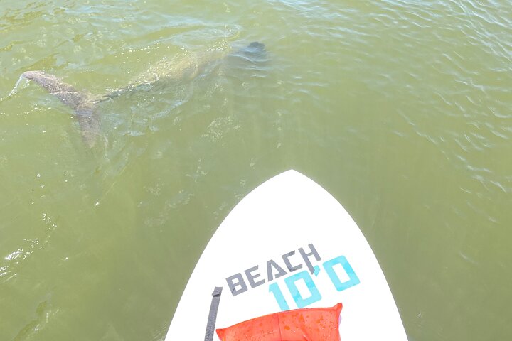 Bonita Springs Eco Kayak Tour – Best Gear, Premium&Clear Kayaks