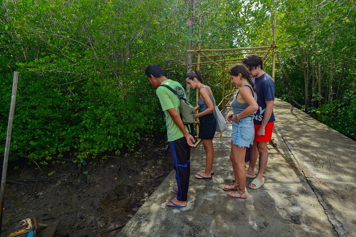Koh Lanta Mangrove and Monkey Point Longtail Boat Tour