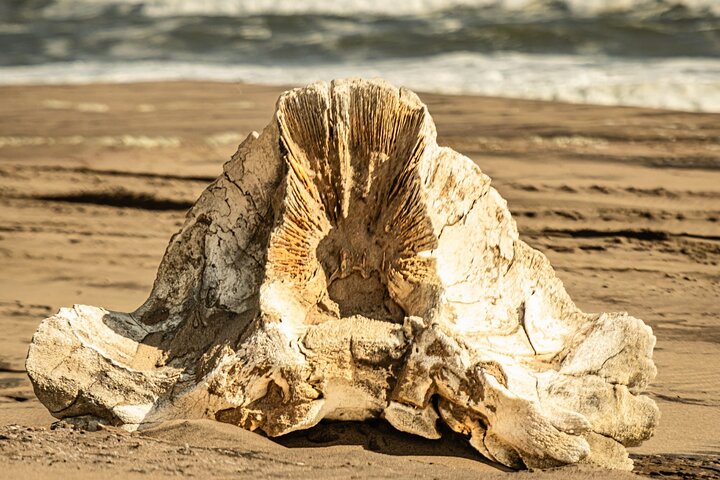 Marine Dune Day: Catamaran Cruise and Sandwich Harbor Dune Drive