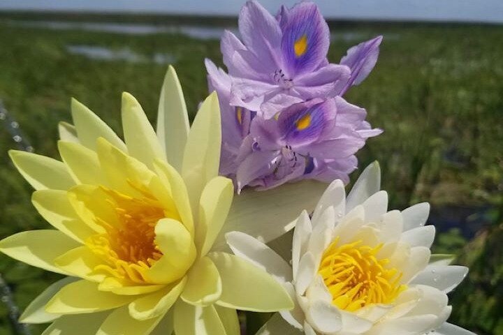 90 minute Everglades Airboat Tour near Orlando Florida