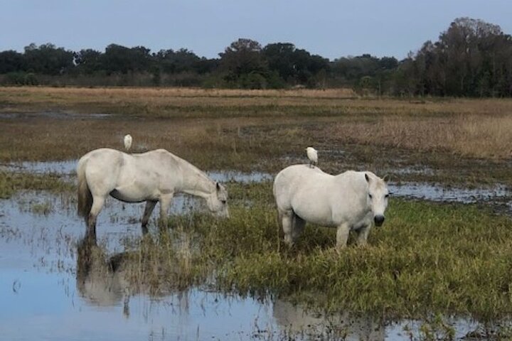 90 minute Everglades Airboat Tour near Orlando Florida