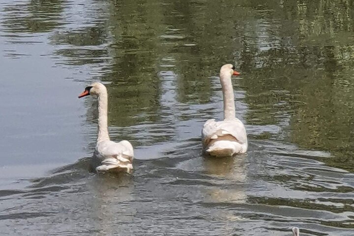 Daily Tours in the Danube Delta - Camely Cruise