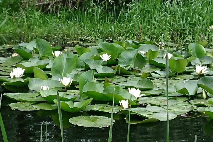 **Danube Delta Trips on the Camely Boat: Departing from Tulcea**