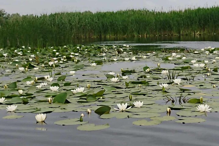 Daily Tours in the Danube Delta - Camely Cruise