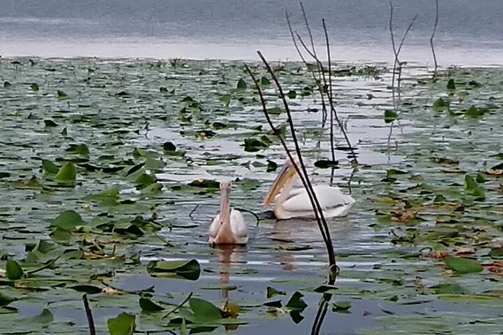 Daily Tours in the Danube Delta - Camely Cruise