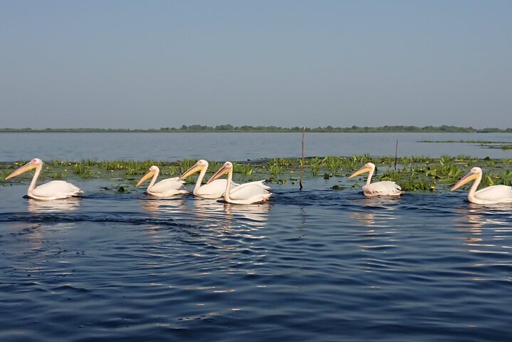 Daily Tours in the Danube Delta - Camely Cruise