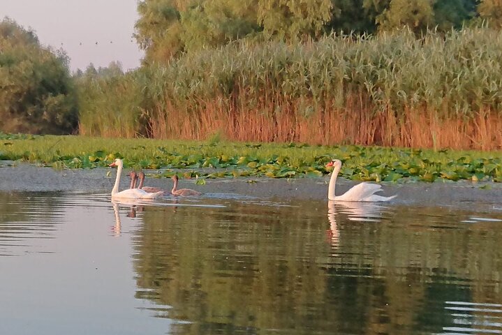 Daily Tours in the Danube Delta - Camely Cruise