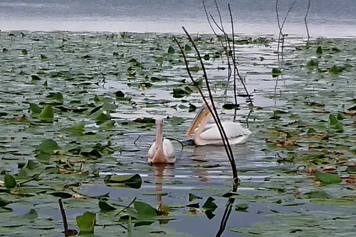 ***Daily Tour in the Danube Delta Departing from Tulcea Port***