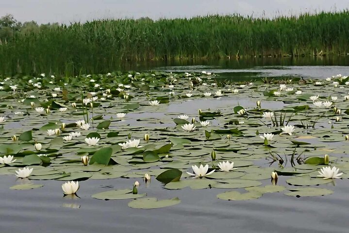 ***Daily Tour in the Danube Delta Departing from Tulcea Port***