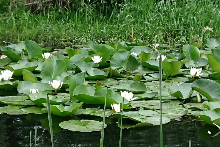 ***Daily Tour in the Danube Delta Departing from Tulcea Port***