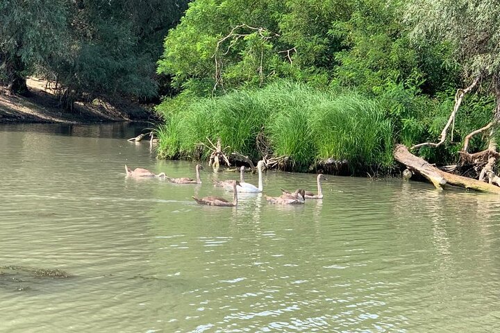 **Danube Delta Trips on the Camely Boat: Departing from Tulcea**