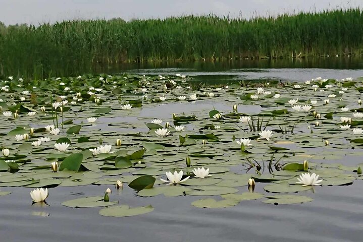 **Danube Delta Trips on the Camely Boat: Departing from Tulcea**