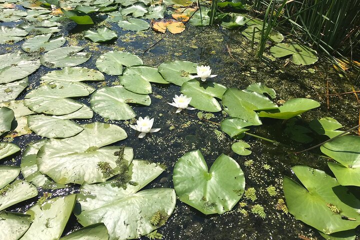 **Danube Delta Trips on the Camely Boat: Departing from Tulcea**