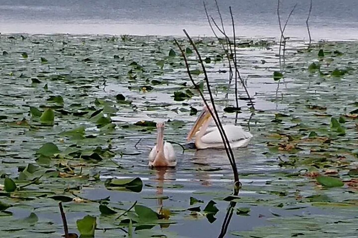 **Danube Delta Trips on the Camely Boat: Departing from Tulcea**