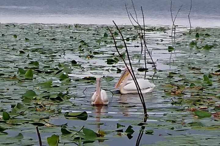 Boat excursion in the Danube Delta, with terrace and closed hall.