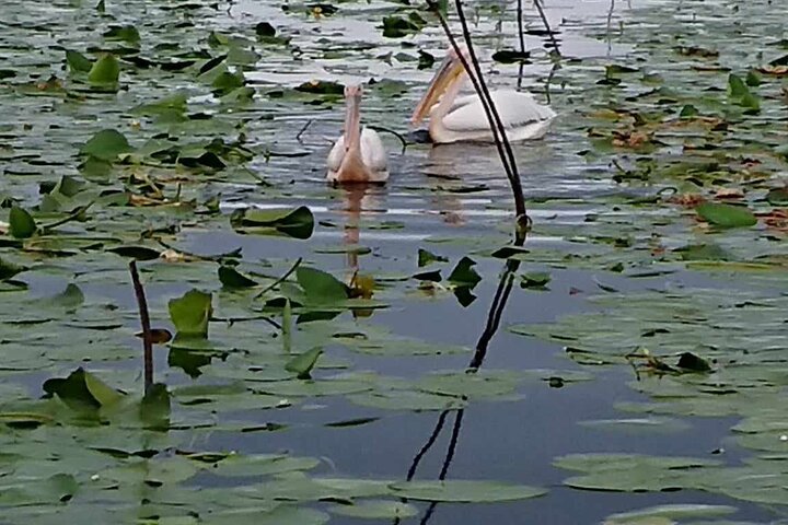 Boat excursion in the Danube Delta, with terrace and closed hall.