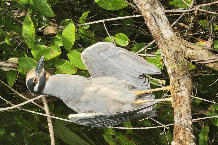 Canoe tour in Tortuguero National Park
