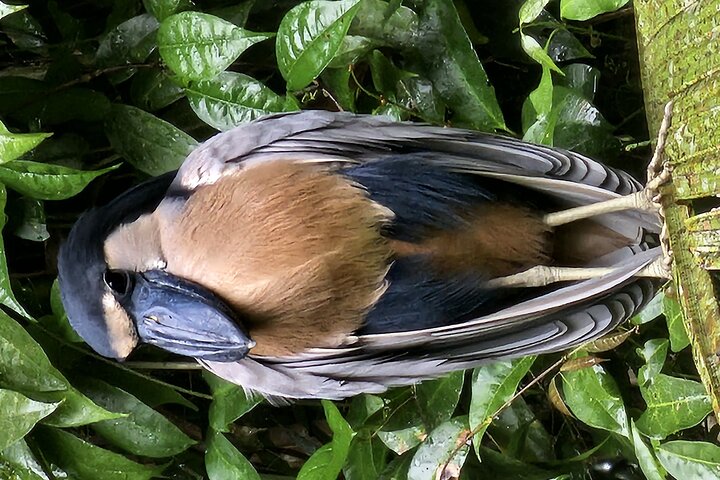 Canoe tour in Tortuguero National Park