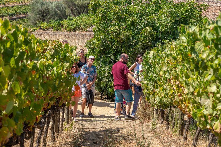 Complete Douro Valley Wine Tour with Lunch, Wine Tastings and River Cruise
