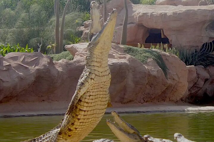 Skip the Line Ticket to Crocoparc with Optional Transfert