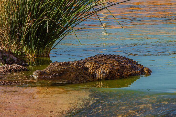 Skip the Line Ticket to Crocoparc with Optional Transfert
