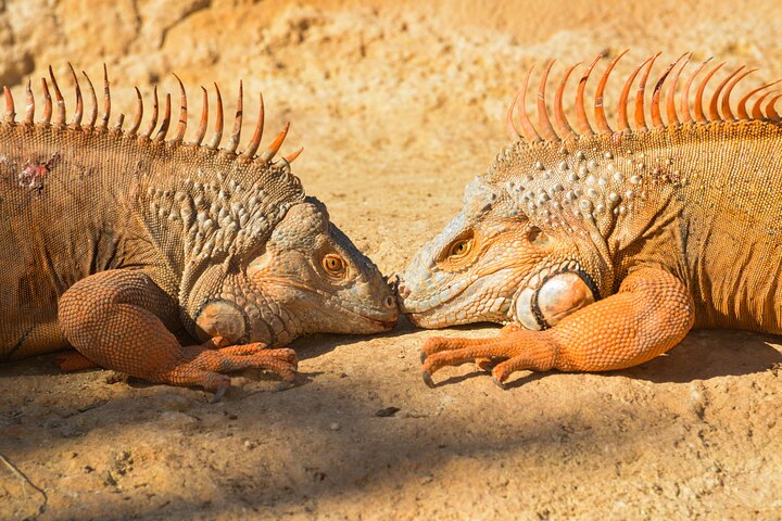 Skip the Line Ticket to Crocoparc with Optional Transfert