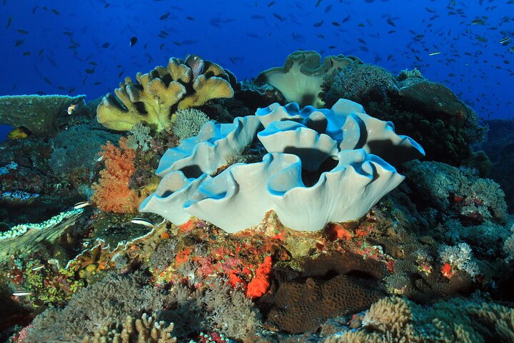 Lembongan Snorkeling at Manta Bay, Crystal Bay and Mangrove