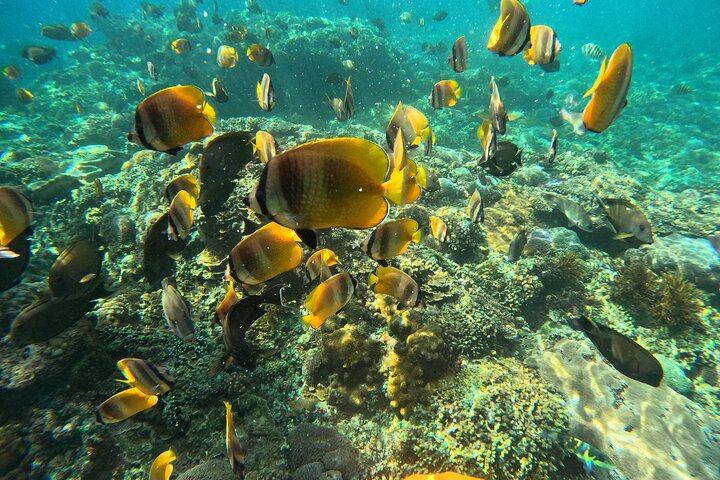 Lembongan Snorkeling at Manta Bay, Crystal Bay and Mangrove