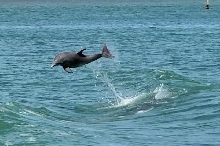 5 PM Golden Hour Dolphin Watch